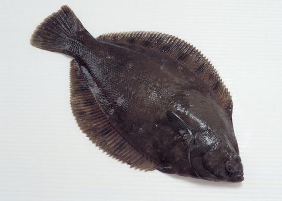烏鰈魚 烏鰈魚