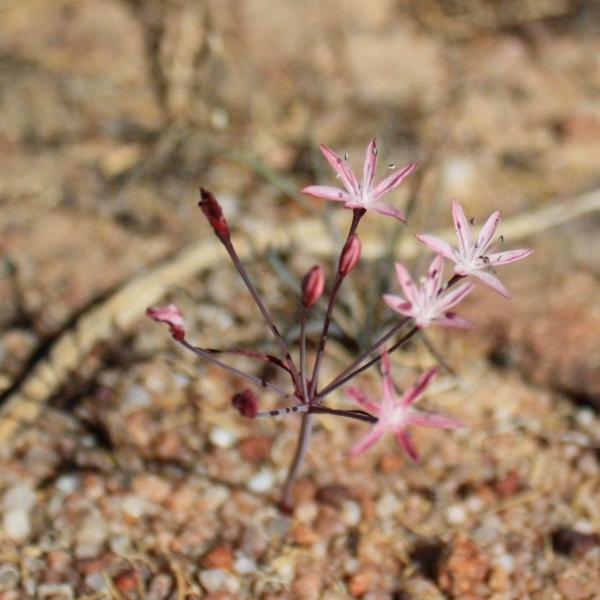 Strumaria merxmuelleriana
