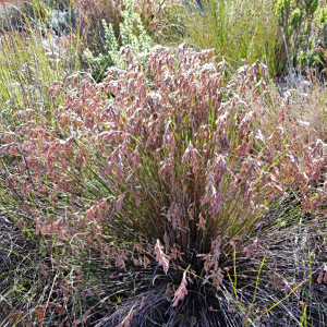 Thamnochortus lucens