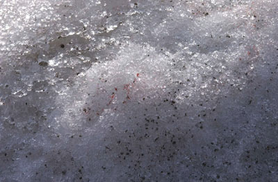 雪藻附著在冰原上