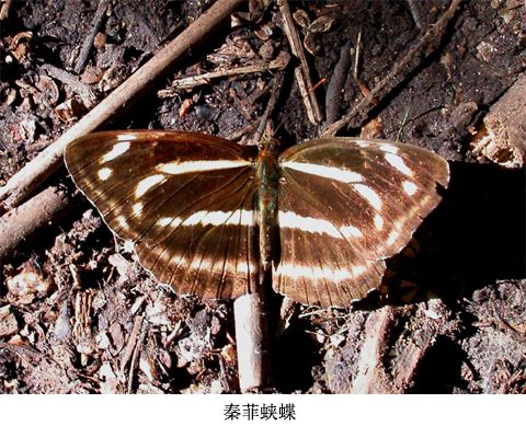 秦菲蛺蝶 秦菲蛺蝶