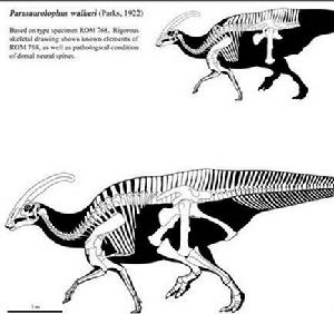 副櫛龍Parasaurolophus骨骼圖