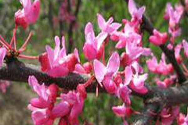 Cercis canadensis \x27Appalachian Red\x27