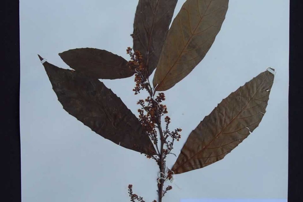 灰葉杜莖山 灰葉杜莖山