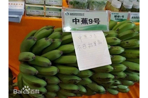 中蕉9號 中蕉9號