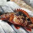 石九公魚 石九公魚