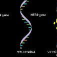 HER2基因檢測法 HER2基因檢測法