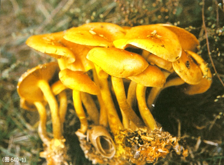 黃褐口蘑