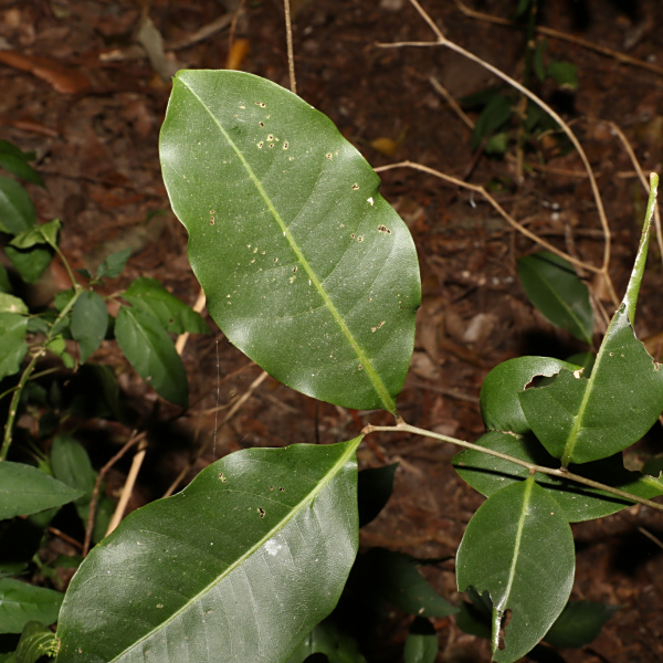 Mischocarpus anodontus