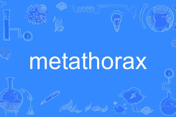 metathorax metathorax