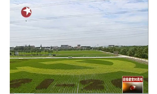 上海閔行生態稻田現出“黨徽印”