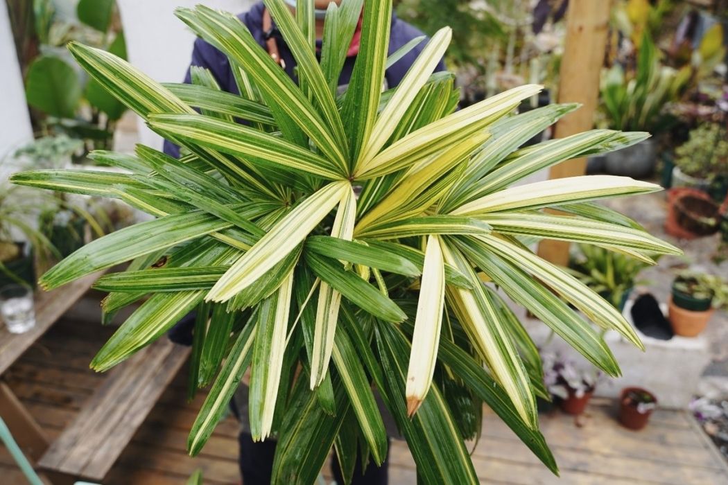 花葉棕竹 花葉棕竹