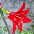 鶴頂紅(芍藥屬牡丹栽培品種) 鶴頂紅(芍藥屬牡丹栽培品種)