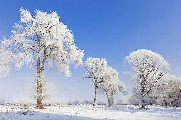 雪,醉了! 雪,醉了!
