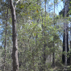 Grevillea quadricauda