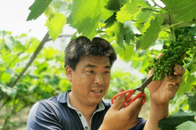 歐建平(葛仙山鎮巨龍雙畈葡萄種植專業合作社負責人) 歐建平(葛仙山鎮巨龍雙畈葡萄種植專業合作社負責人)