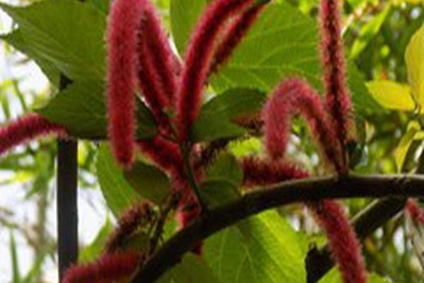 Acalypha hispida Acalypha hispida