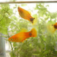 米奇魚 米奇魚