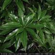 多苞木荷 多苞木荷
