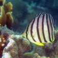 八帶蝴蝶魚 八帶蝴蝶魚