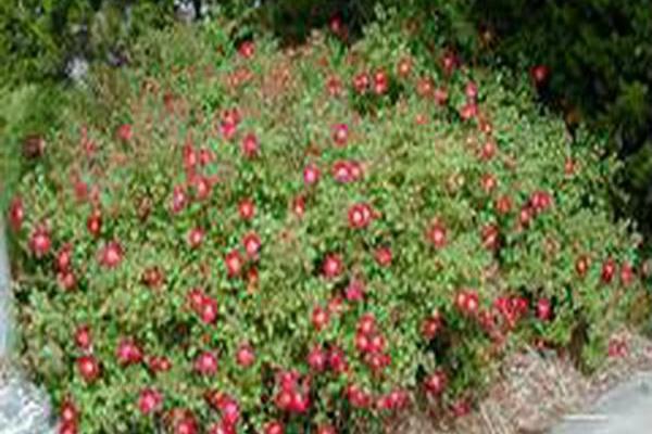 Rosa \x27Meineble\x27 RED MEIDILAND