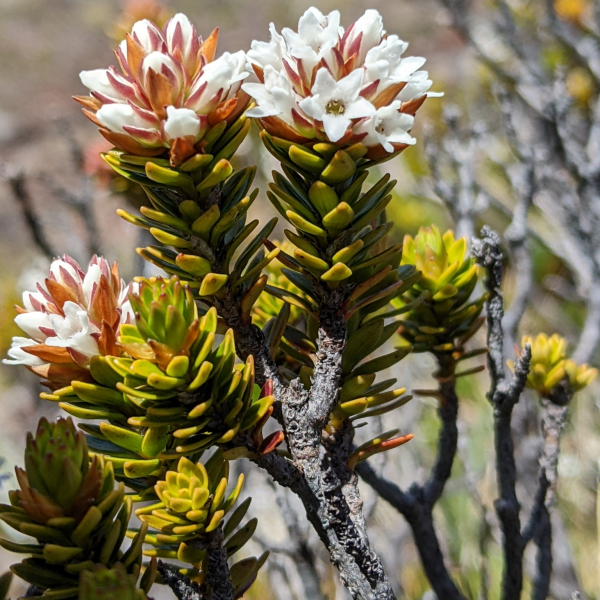 Archeria serpyllifolia