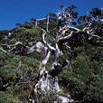 玉山圓柏 玉山圓柏