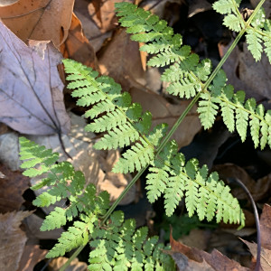 Dryopteris intermedia