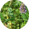 光果叢菔 光果叢菔