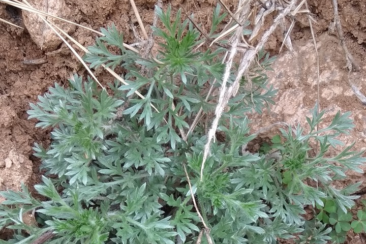 茵陳蒿(中草藥) 茵陳蒿(中草藥)