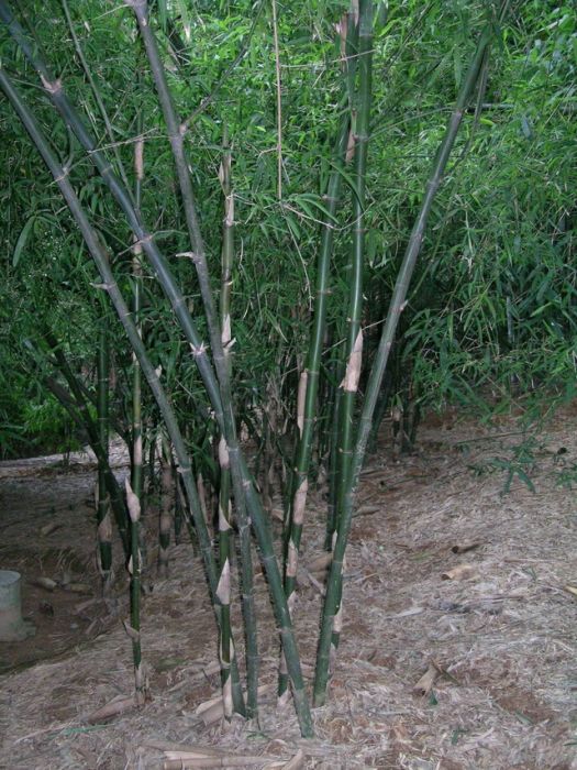 東興黃竹 東興黃竹