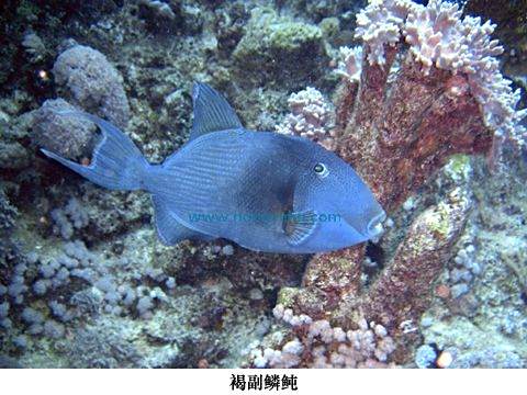 褐副鱗魨 褐副鱗魨