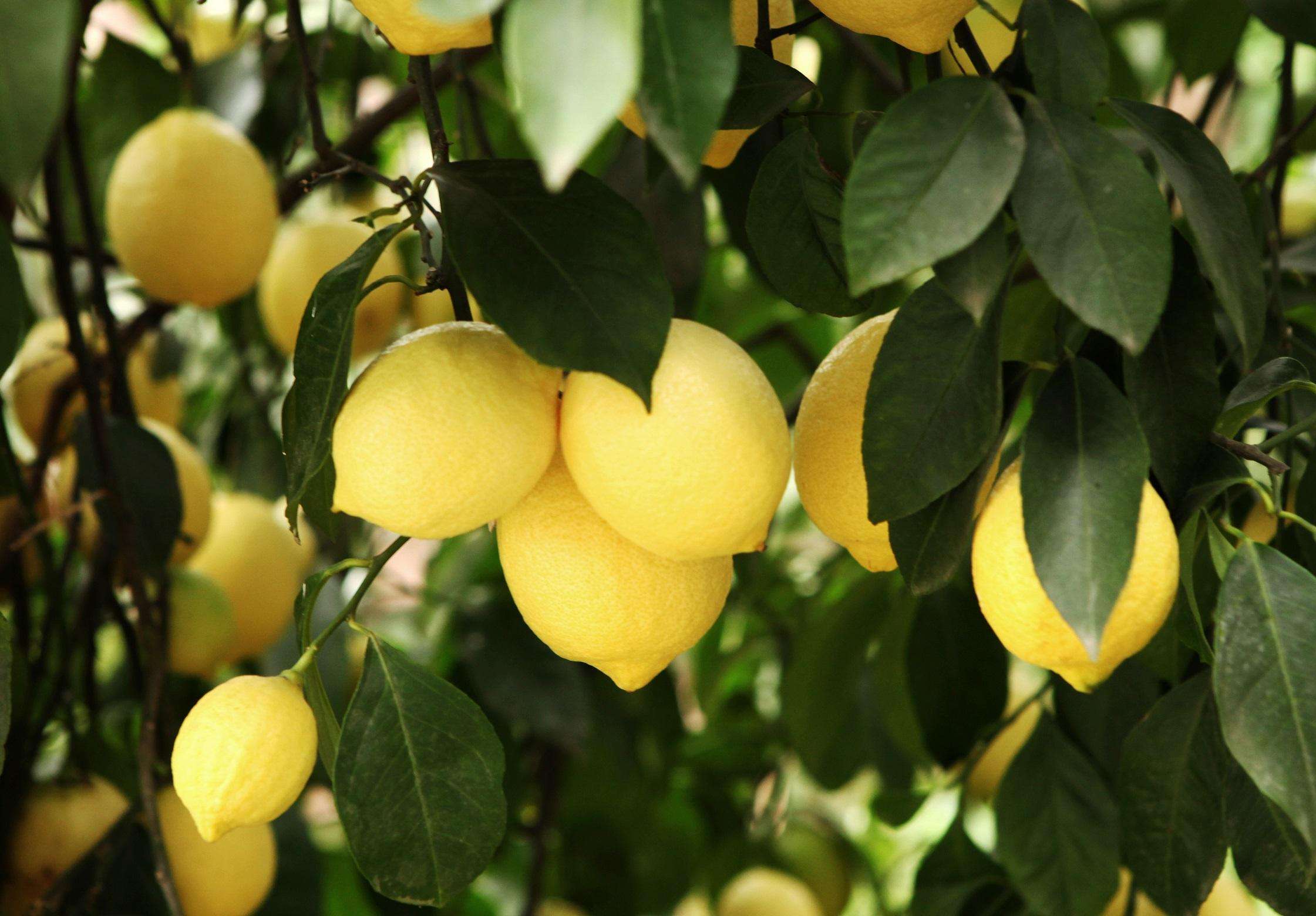 安岳檸檬