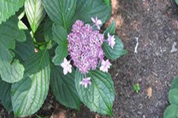 Hydrangea macrophylla \x27Izu-no-hana\x27 Hydrangea macrophylla \x27Izu-no-hana\x27