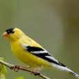 黃鳥(金翅(雀)屬一種名叫黃) 黃鳥(金翅(雀)屬一種名叫黃)