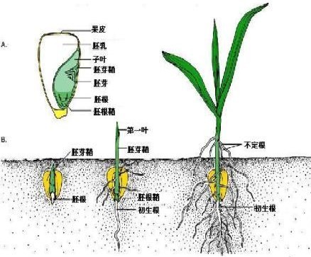 玉米種子生長初期的組織結構
