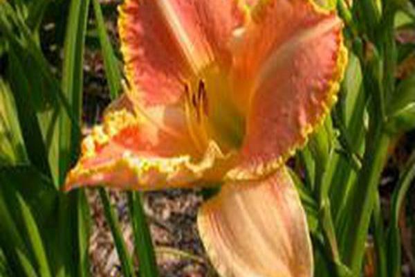 Hemerocallis \x27Golden Tear Drops\x27