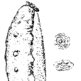 烏尼參 烏尼參