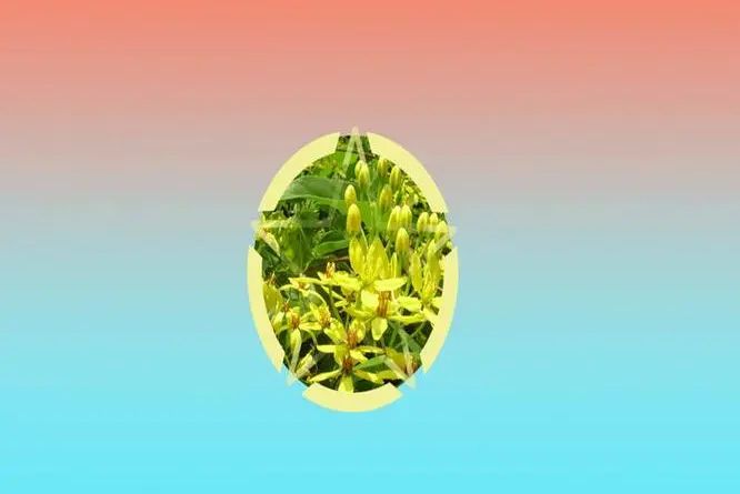 廣花弓果藤 廣花弓果藤