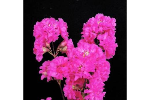 Lychnis viscaria \x27Splendens Plena\x27 Lychnis viscaria \x27Splendens Plena\x27
