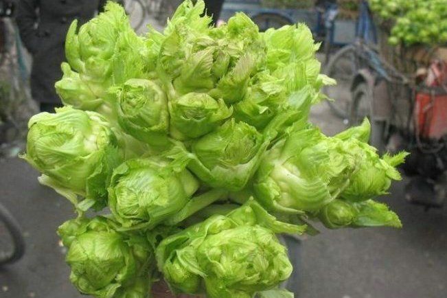 抱兒菜 抱兒菜