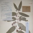 梵淨山菝葜 梵淨山菝葜