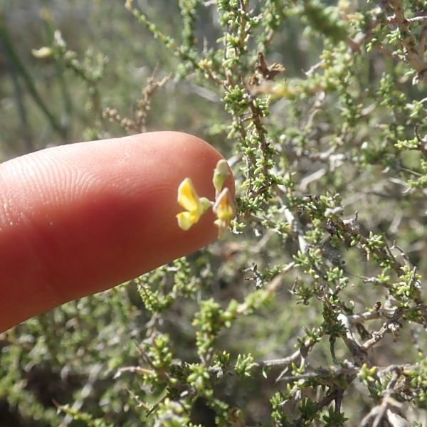 Aspalathus acuminata