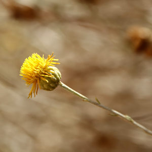 Rhanterium adpressum