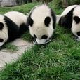 福州熊貓世界