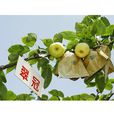 翠冠 翠冠