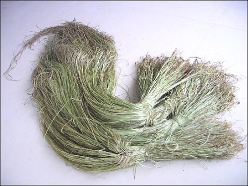 蓴浦苧麻 蓴浦苧麻