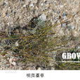 明亮薹草