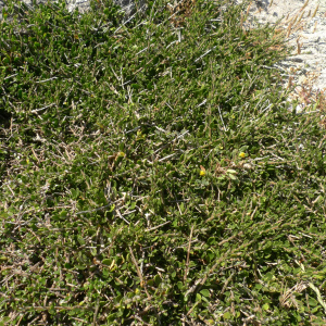 Melicytus crassifolius