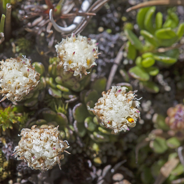 Baccharis alpina